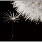 Dandelion 2