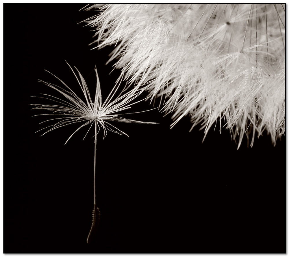 Dandelion 2