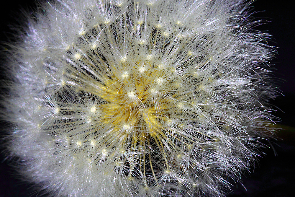 Dandelion