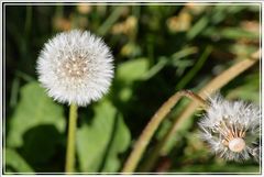 dandelion