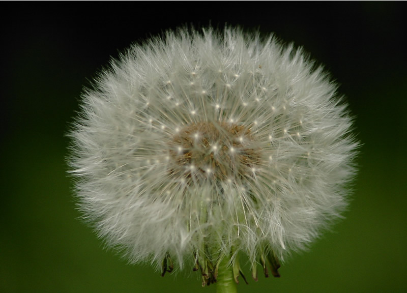 Dandelion