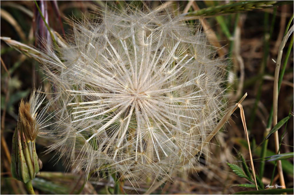 Dandelion