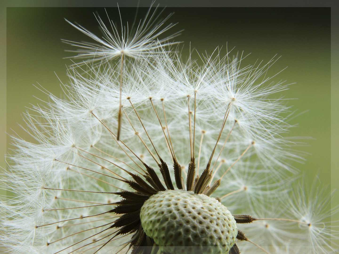 dandelion