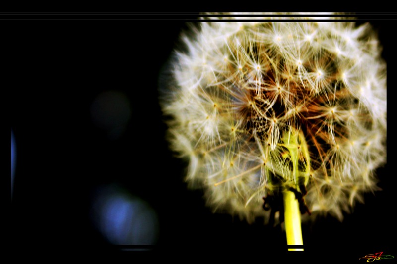 Dandelion