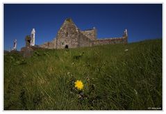 dandelion.....