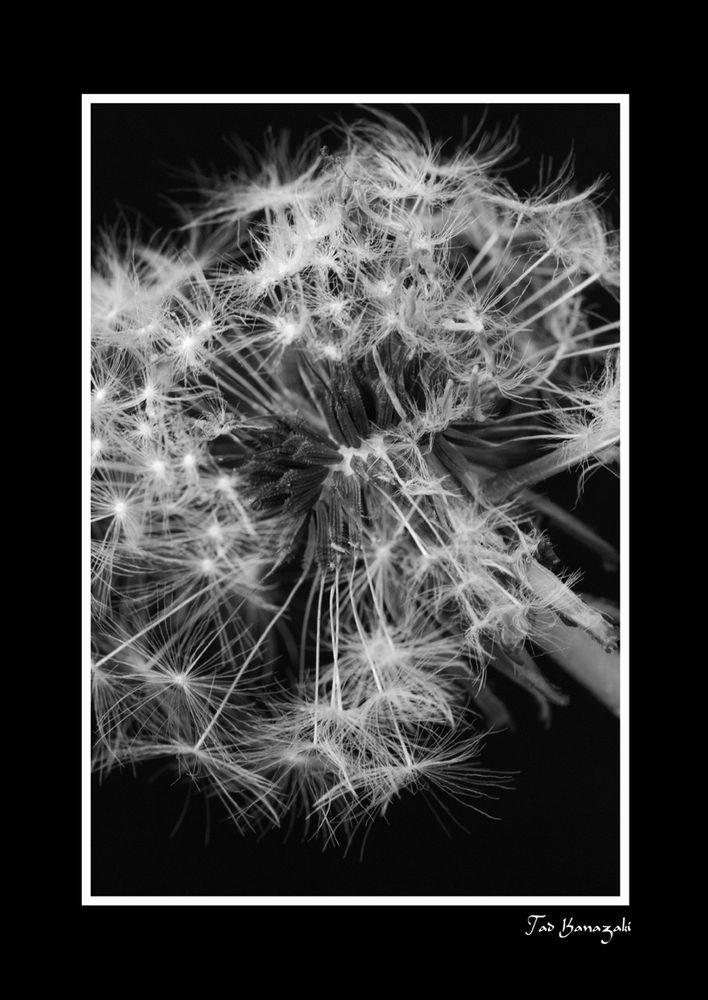 Dandelion-3