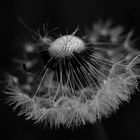 Dandelion 3