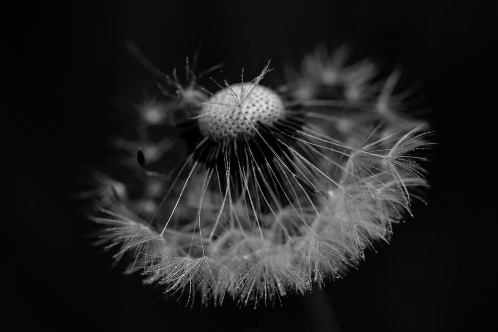 Dandelion 3