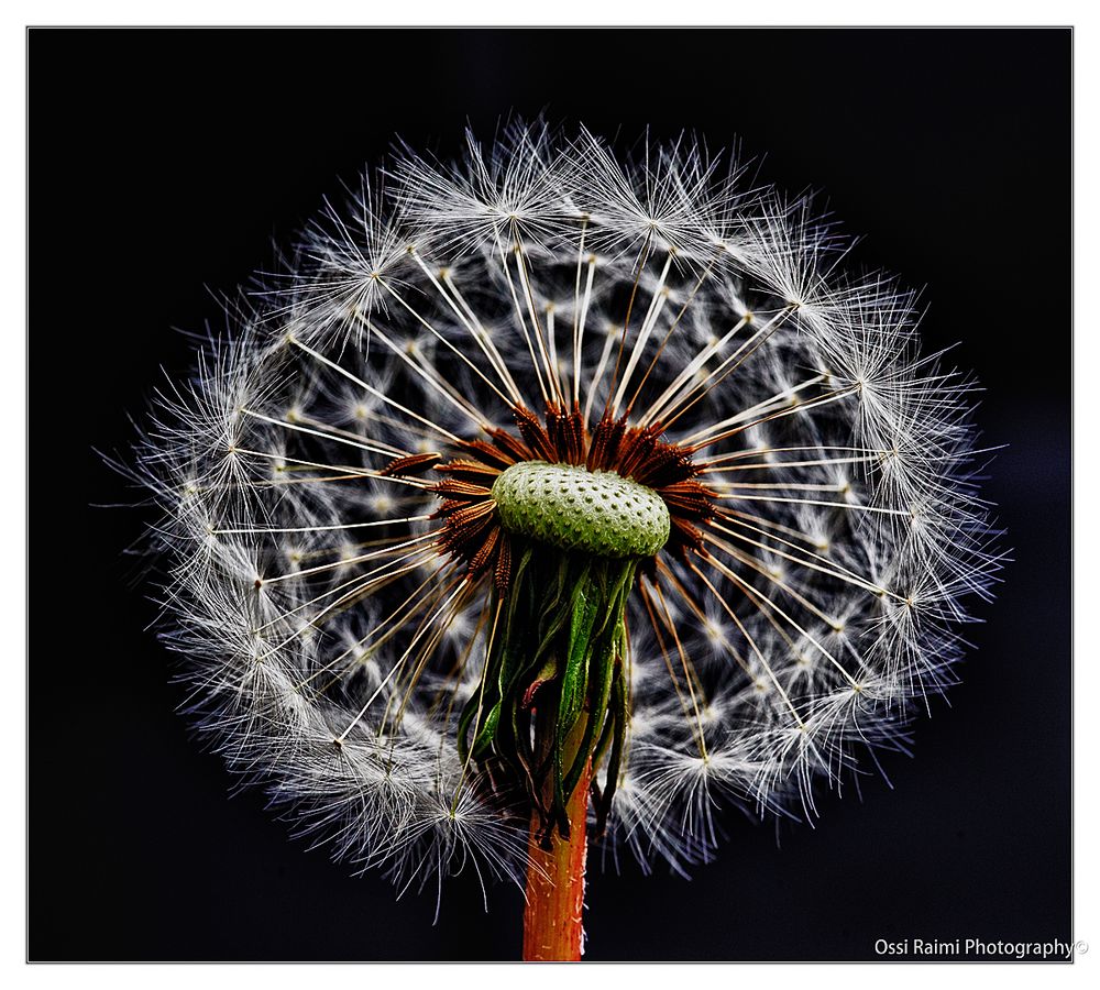 Dandelion