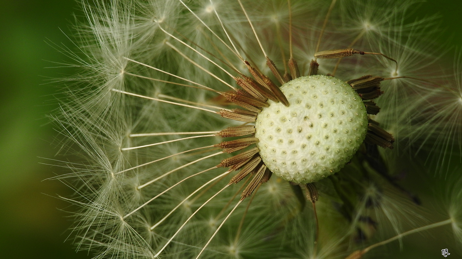 Dandelion