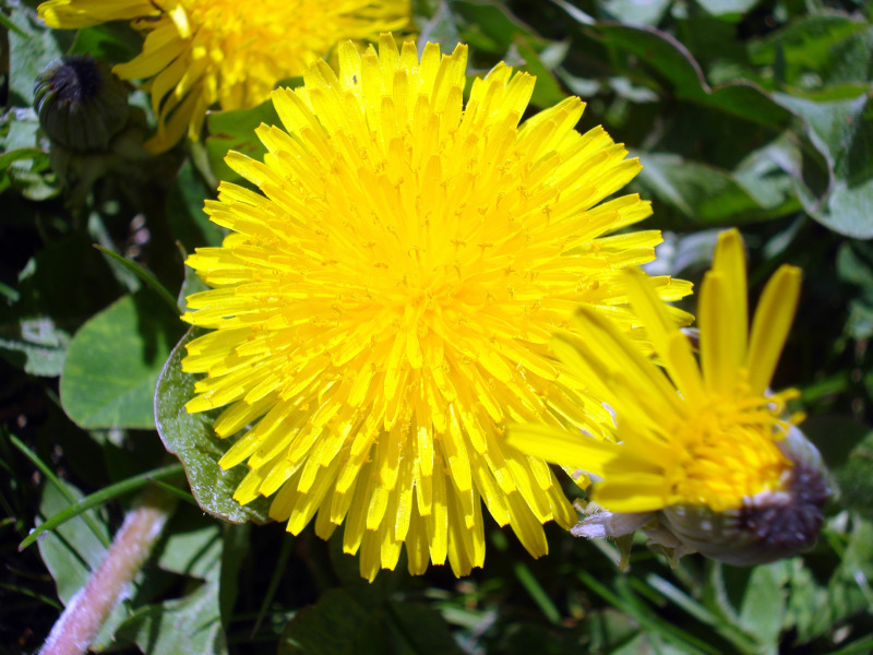 Dandelion