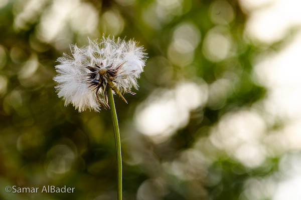 Dandelion