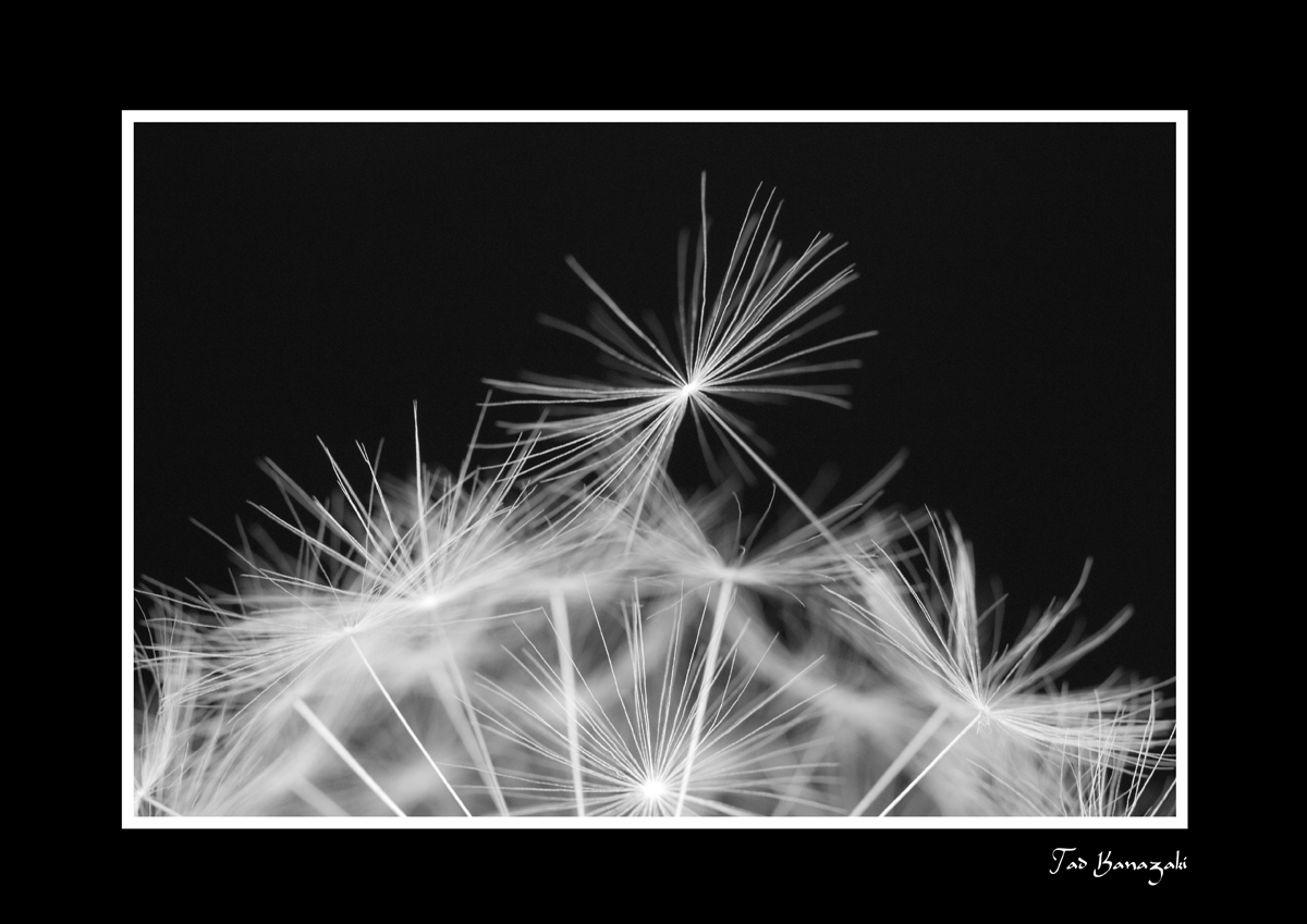 Dandelion-4