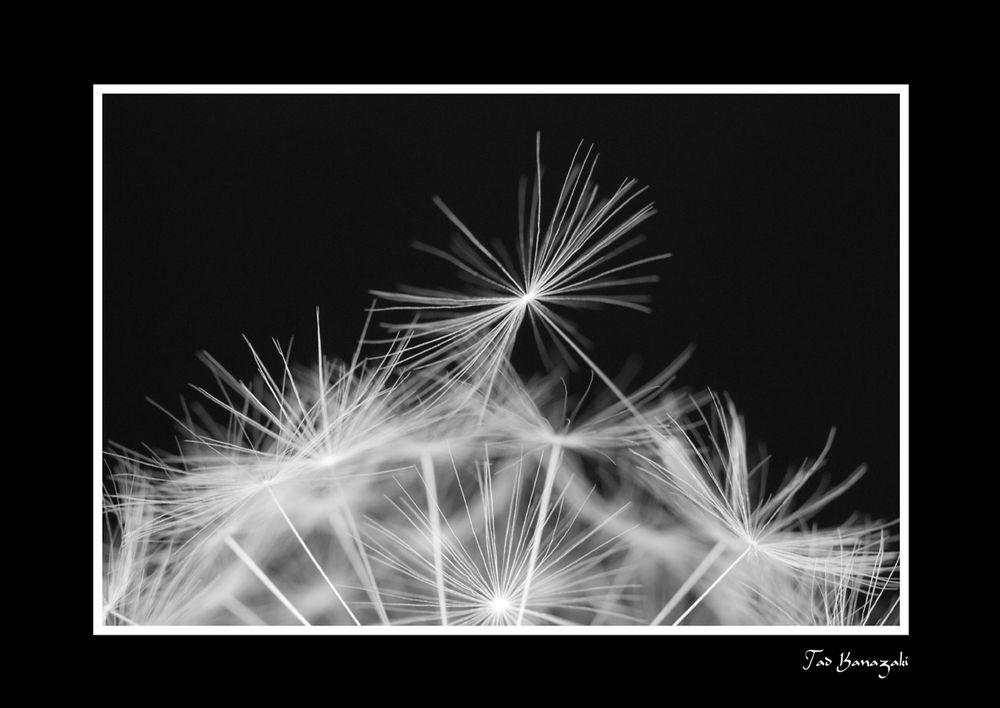 Dandelion-4