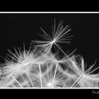 Dandelion-4