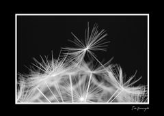 Dandelion-4