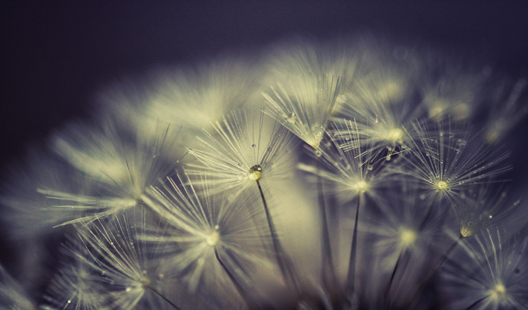 dandelion