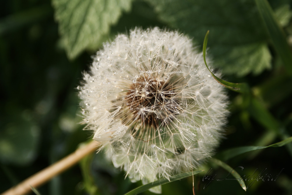 Dandelion