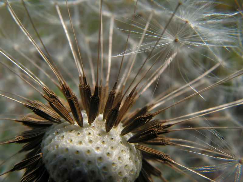 Dandelion