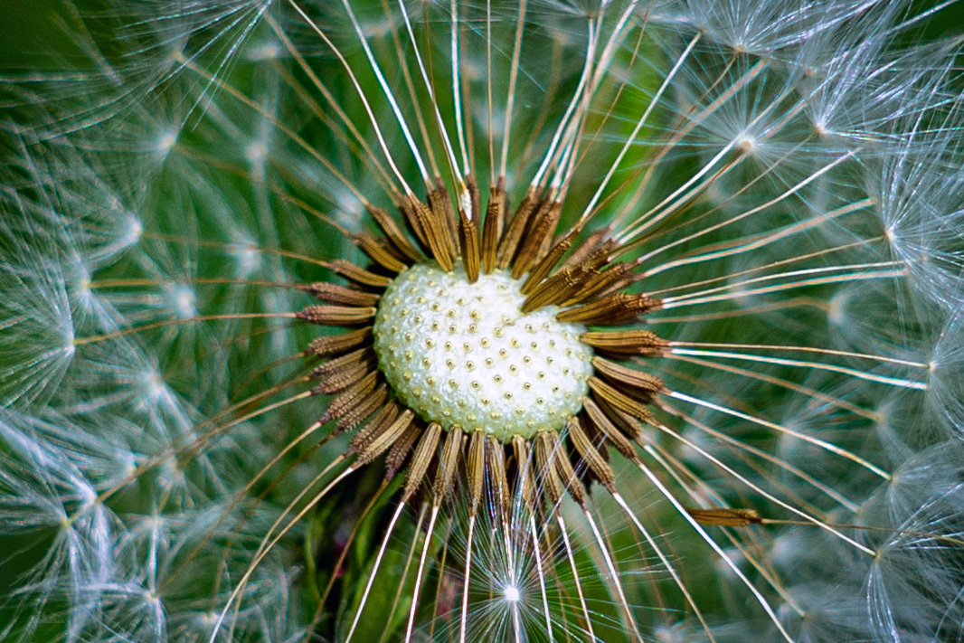 Dandelion