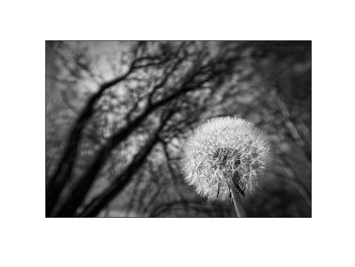 Dandelion 5