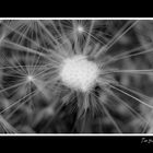 Dandelion-5