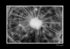 Dandelion-5