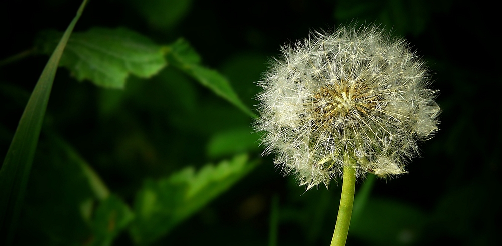 Dandelion