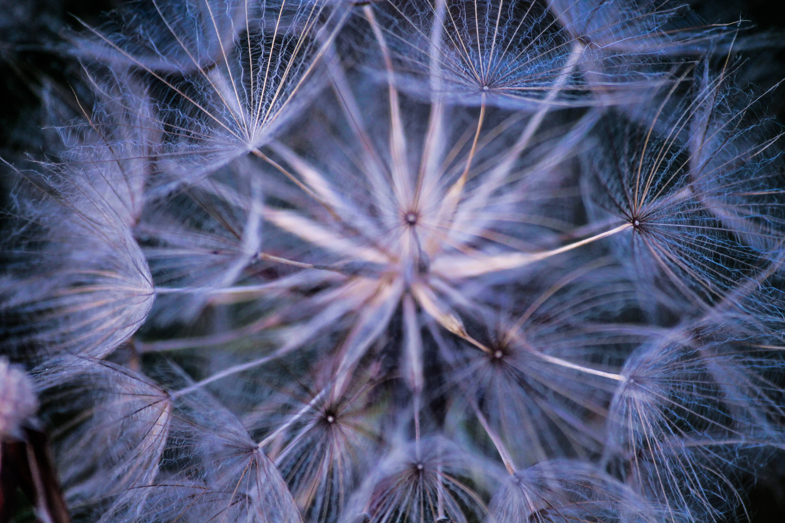 dandelion