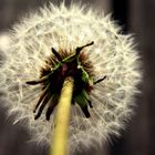 dandelion