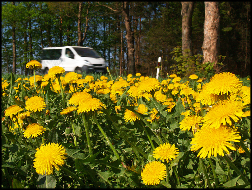 | dandelion |