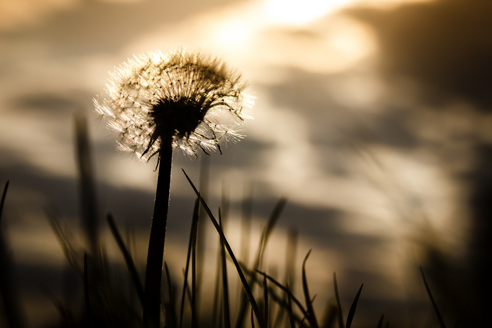 Dandelion