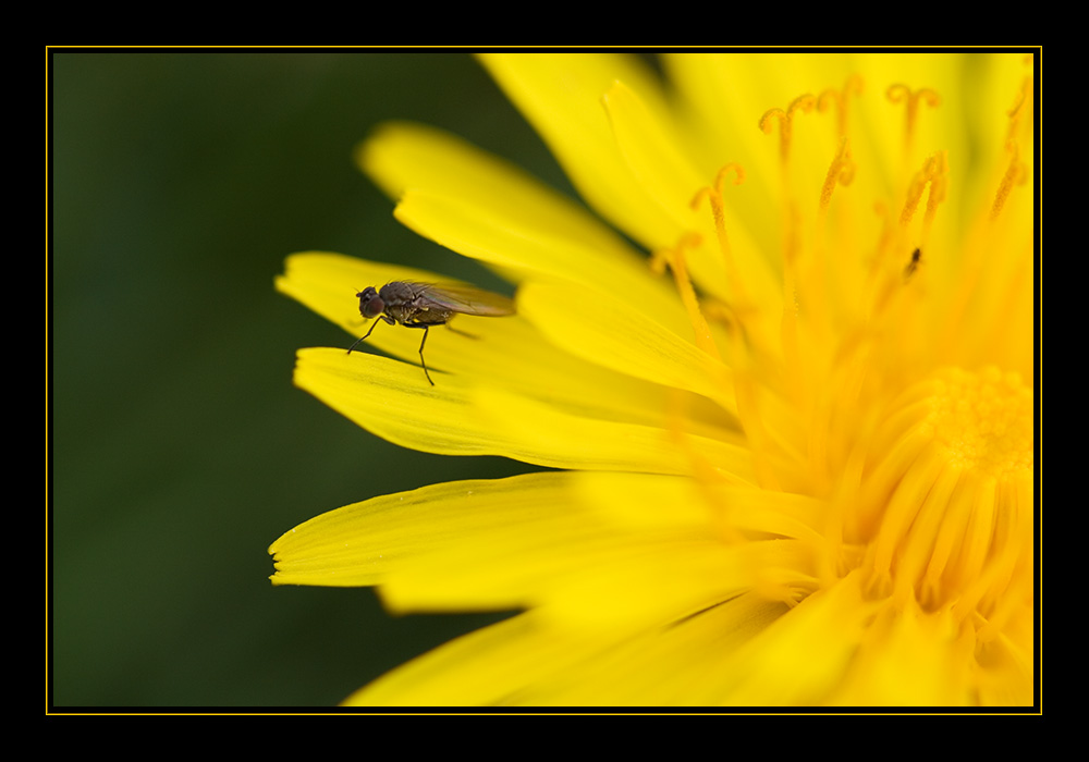 Dandelion