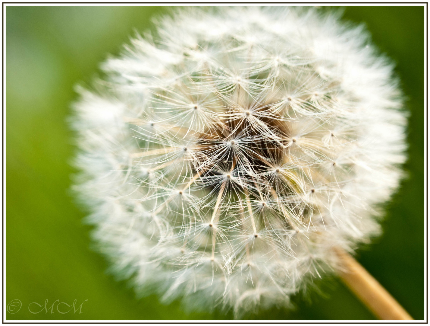 Dandelion...