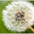 Dandelion...