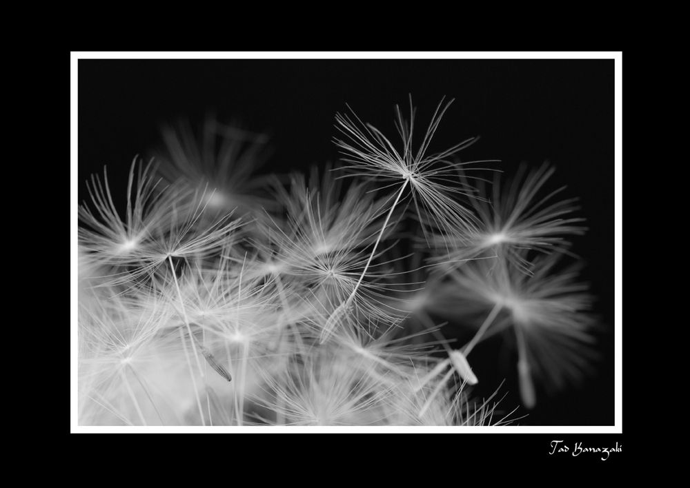 Dandelion-6