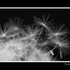 Dandelion-6