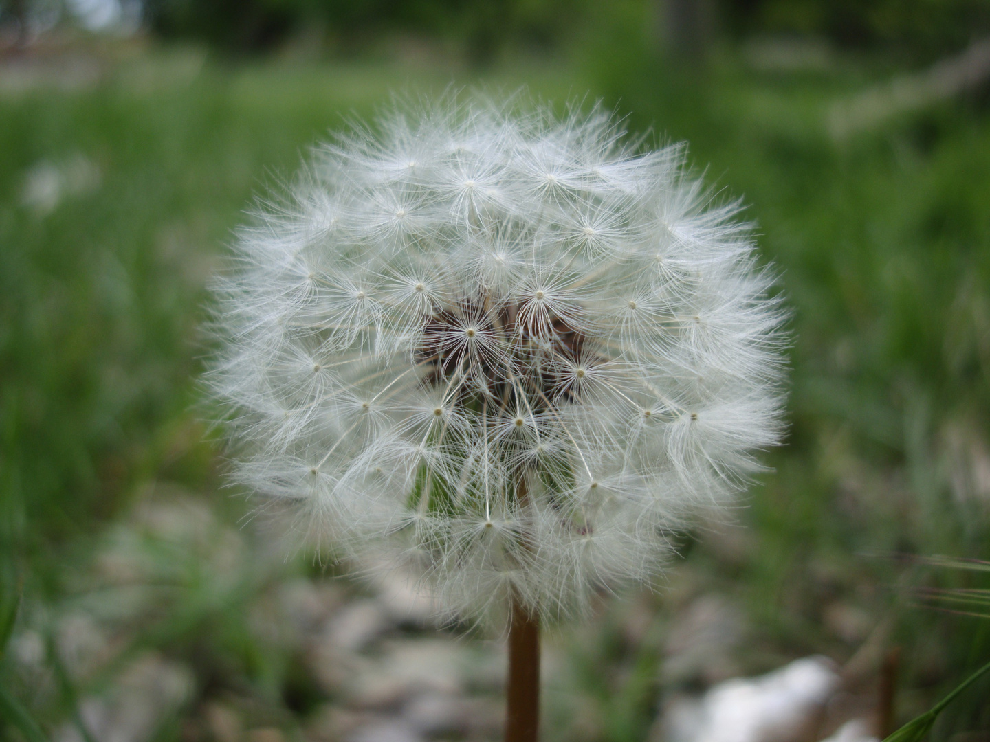 Dandelion