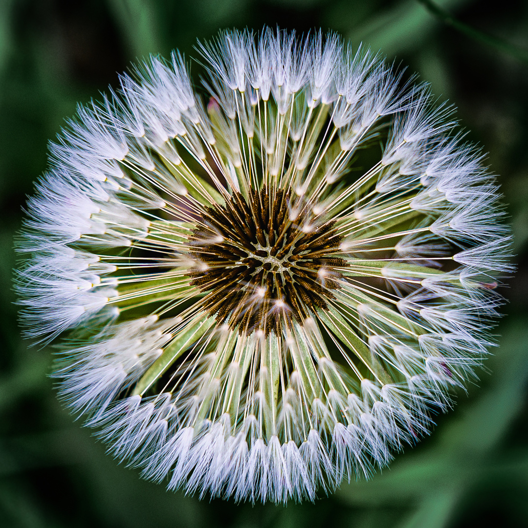 Dandelion