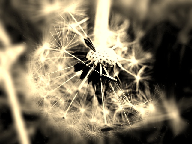 Dandelion.