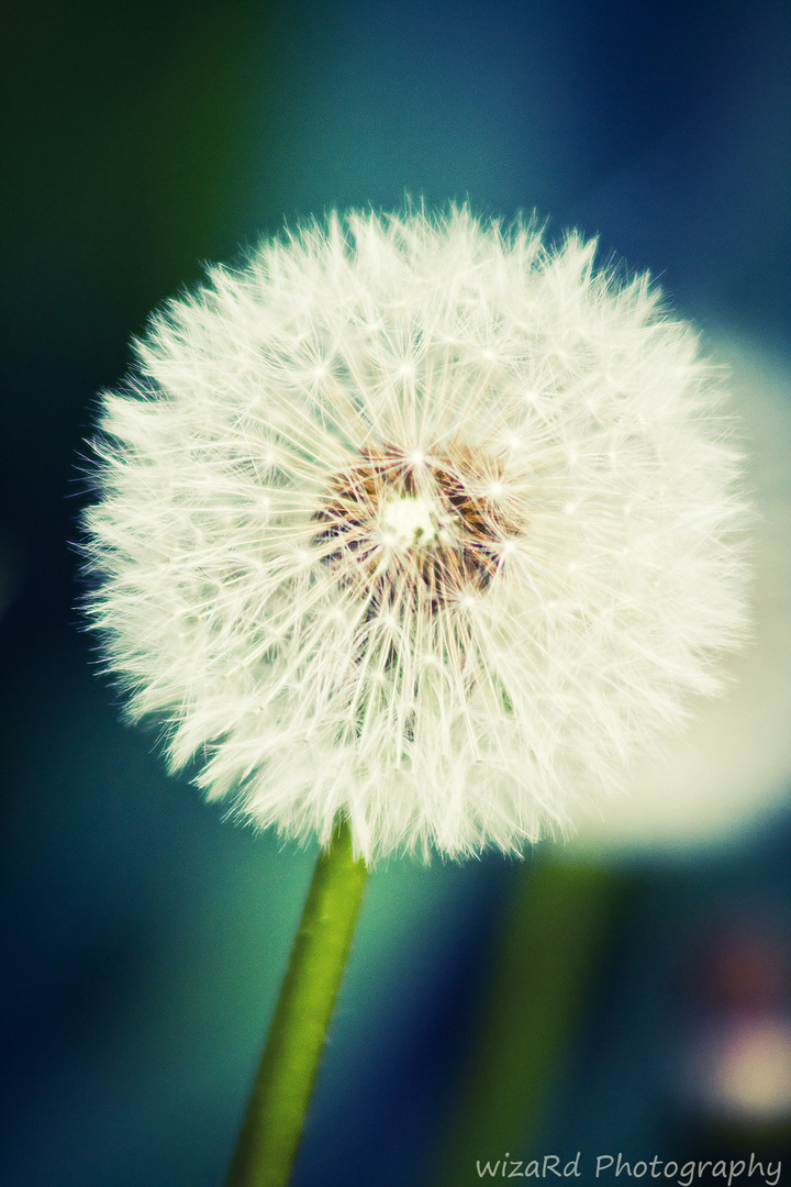 Dandelion