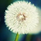 Dandelion