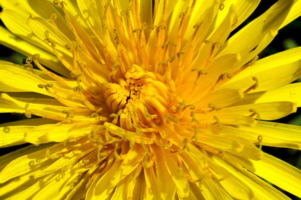 Dandelion