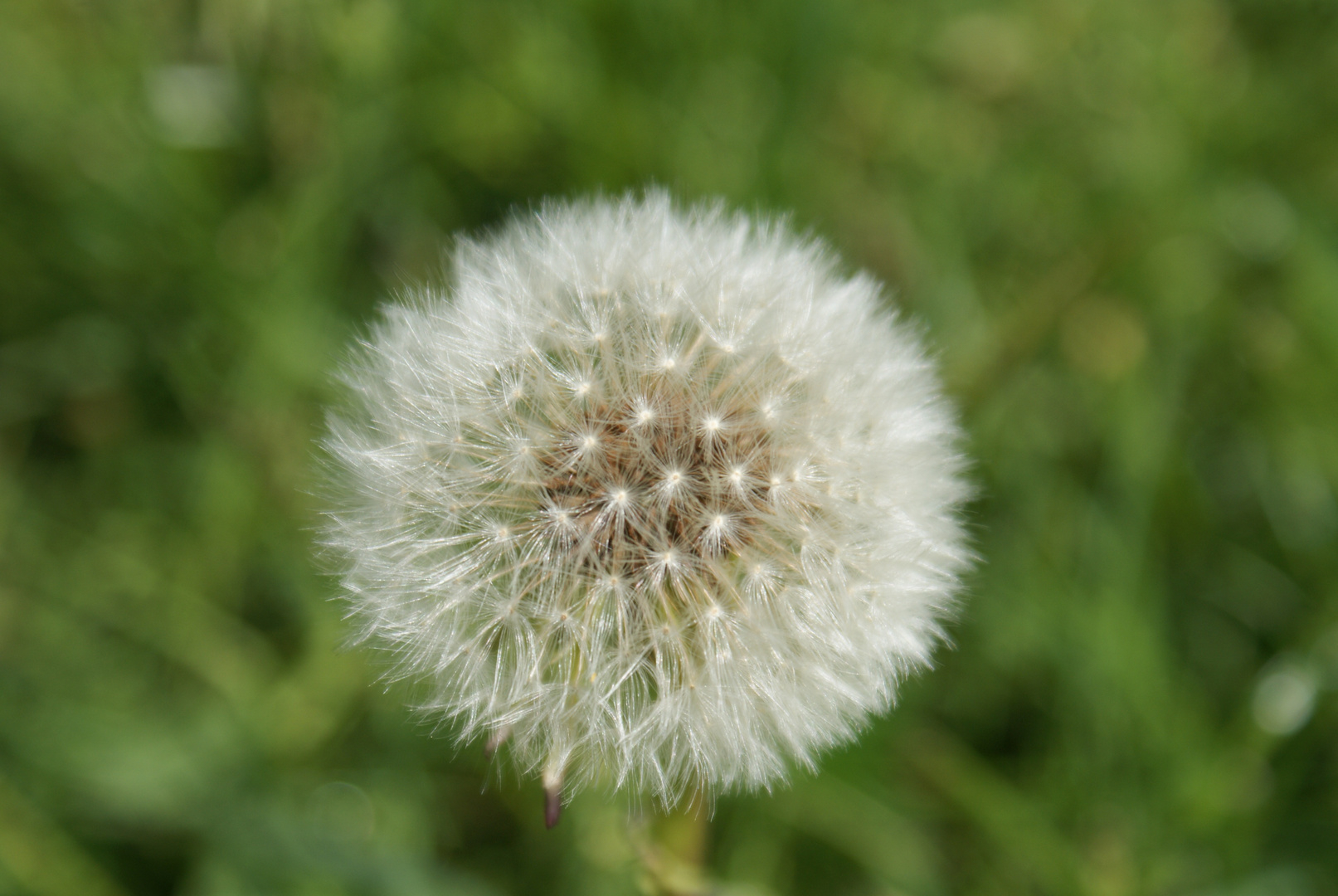 Dandelion