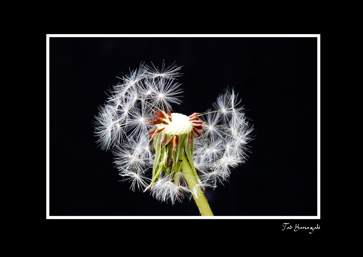 Dandelion-7