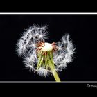 Dandelion-7