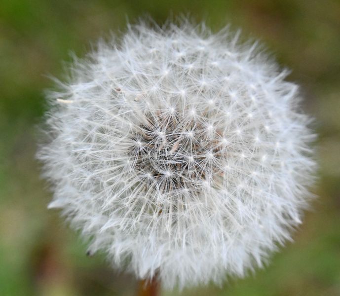 Dandelion 