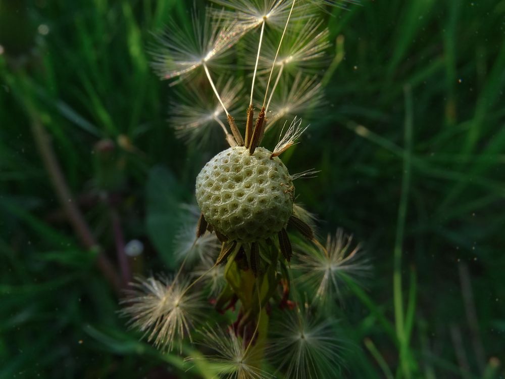 ~Dandelion~