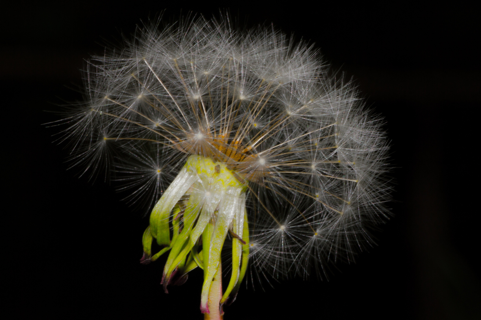 Dandelion