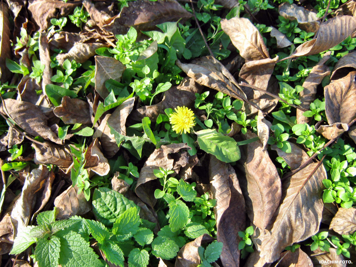 Dandelion